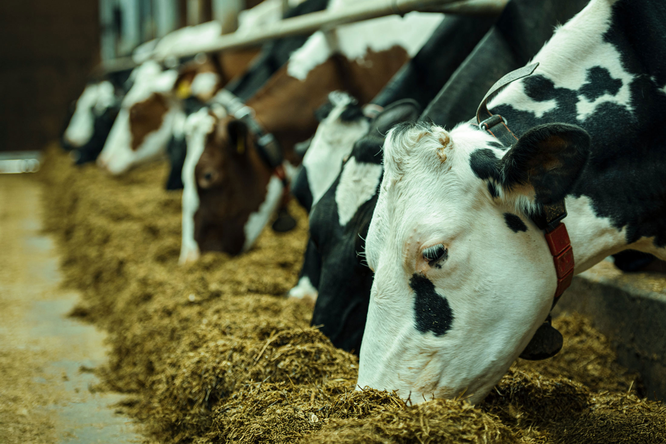 Ruminant Slider Oxidative stress