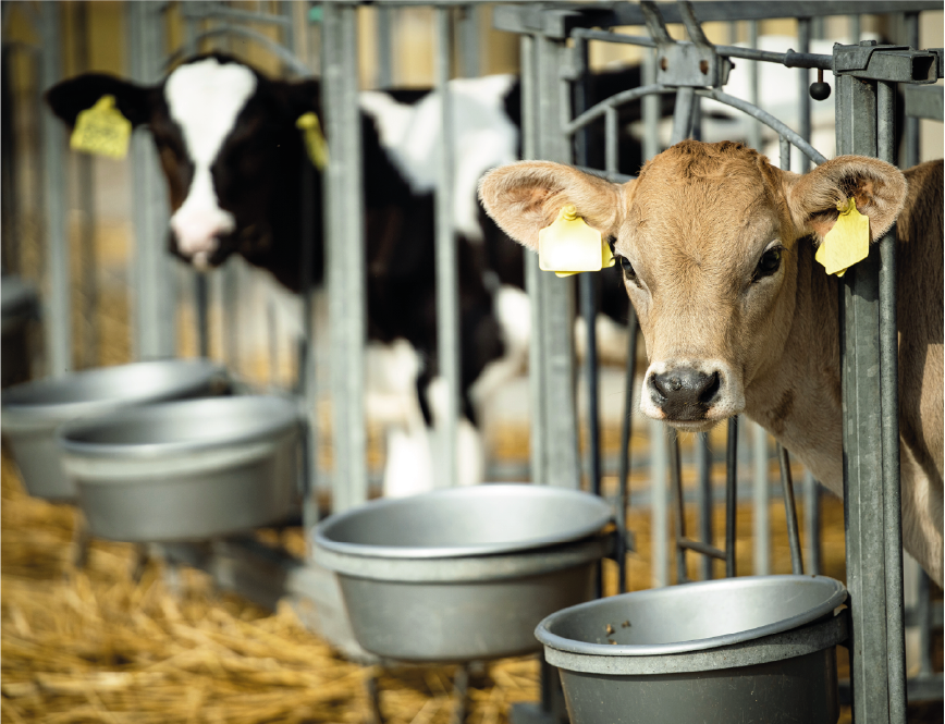 feed ruminant calves diarrhea