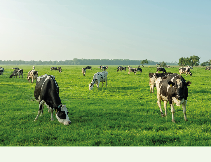 feed ruminant dairy cows
