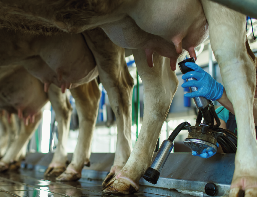 feed ruminant negative dcad