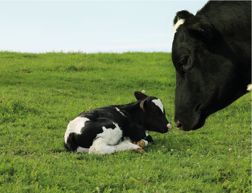 feed ruminant negative energy balance